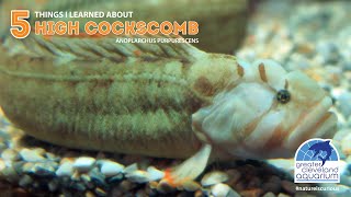 5 Things I Learned About High Cockscomb at Greater Cleveland Aquarium [upl. by Keever]