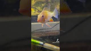 My Albino Heckelii Cichlid fish fishtank aquarium tropicalfish cichlid cichlids cichlidfish [upl. by Dnalyaw]