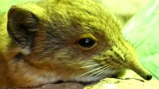 roundeared elephant shrew Macroscelides proboscideus roundeared sengi in Desert House Schönbrunn [upl. by Yllier152]