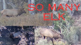 I have never found so many elk  Utah Elk Hunt [upl. by Trish]