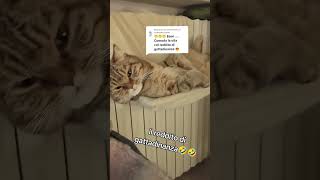 IL REDDITO DI GATTADINANZA cat gattidivertenti funnyvideo catlover catshorts funnycats perte [upl. by Ahsekim]