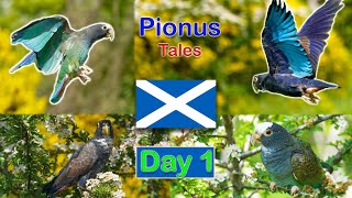 Pionus Parrots go on Free Flying Holiday to Scotland  Part 13 [upl. by Pam]