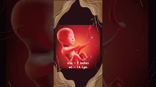 Babys Journey in the Womb  Fetal development  Weekly growth of a baby  Gestation period [upl. by Aznerol]