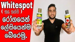 How to Treat whitespot disease in Sinhala FHD whitespot සුදුපුල්ලි kaveeaqua [upl. by Hedda]