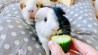 Vlog Guinea Pigs React to Humans Food amp Spot Cleaning [upl. by Laurin]