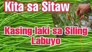 Malaking KITA SA SITAW KASING LAKI NG SILING LABUYO  TECHPOPOP [upl. by Nileek]