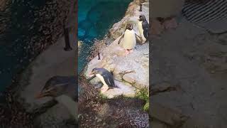 Macaroni penguin [upl. by Lose]