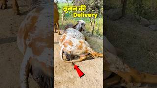 Gir Delivery गाय की मौत भी हो सकती थी😱 shorts gircow farmerchoice [upl. by Zeuqcaj]