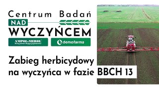 Zabieg herbicydowy na wyczyńca w fazie BBCH 13 [upl. by Sakul]