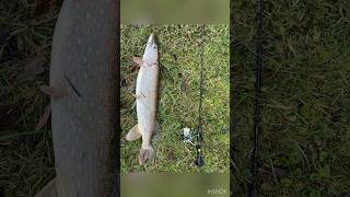 Щука 408 кг shaunsfishingadventures Hi mate This is my personal record щука pike [upl. by Nathanael47]