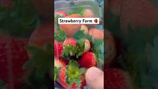 Strawberry Farm🍓youtubeshorts ytshort shortsfeed travelvlog shortsindia viralshort telugu [upl. by Susy]