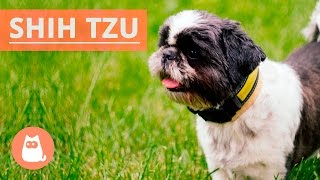 All About the SHIH TZU  Traits and History [upl. by Ivonne]