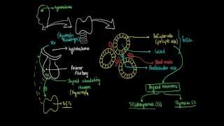 3  Thyroid Glands  Hormones Physiology [upl. by Durman]