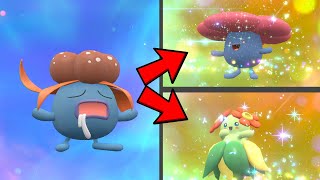 How to Evolve Gloom into Vileplume amp Bellossom in Pokemon Scarlet amp Violet DLC [upl. by Fisher]