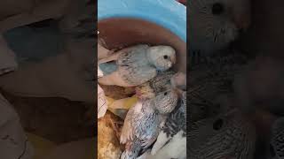 love birds k bache ko kb alag rakhna chaahiye petlover lovebirds [upl. by Simaj134]