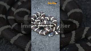 Mind Blowing Facts About Kingsnakes kingsnake snake animals reptile wildlife wildlifewonders [upl. by Friday127]