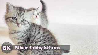 Cute Silver Tabby British Shorthair Kittens Playing [upl. by Joellen]