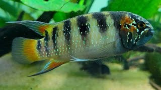 zebra acara stunning cichlid [upl. by Azelea]