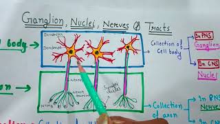 Nervous systemGANGLIONNUCLEINERVESTRACTSCONFUSING TERMS OF BIOLOGYNEURONneettgtpgt [upl. by Ynagoham567]