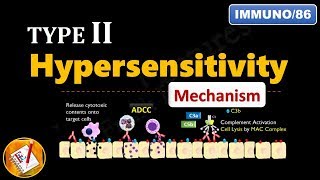 Type II Hypersensitivity Reactions PART 2 Mechanism explained  FLImmuno86 [upl. by Dloreh11]