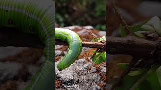 Caterpillar  NatureloverLeaf eating Caterpillar [upl. by Zachar42]