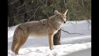 Coyote calling sounds [upl. by Virendra517]