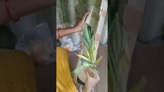 Elaichi plant meeshoshopping ஏலம் செடி  howtoset easy garden in your home [upl. by Eetnahc]