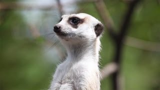 MEERKAT on guard duty at Melbourne zoo  Australia [upl. by Walters]