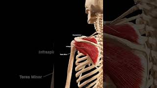 the rotator cuff yourshoulders unsung heroanatony [upl. by Deirdra]