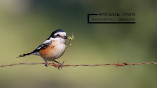 Birding On Lesvos [upl. by Rolyak]