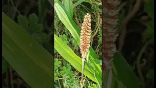 Acorus calamus  BajraFlower [upl. by Neffirg]