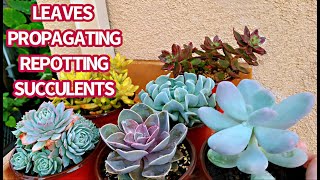 294 LEAVES PROPAGATING amp REPOTTING SUCCULENTS  PLANTING SUCCULENT [upl. by Fanchie]