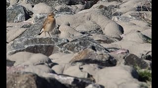 wheatear [upl. by Shiff]