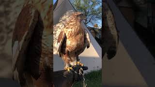 Ferruginous hawk [upl. by Aihsakal]