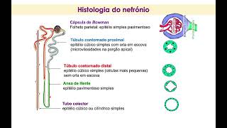 AULA prático Laboratorial de Histologia  Bexiga Rim e Fígado HEH 2024 com narração [upl. by Allisurd]