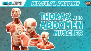 Muscles of the Thorax amp Abdomen  Anatomy Model [upl. by Nevi]