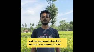 A STG teaplus success story in North Bengal trusteaverified techfortea smallteafarmers teaplus [upl. by Teri572]