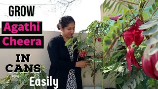 How to grow Agati Cheera in Cans  Humming Bird Tree  Sesbania Grandiflora [upl. by Nayb]