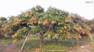 WOW Amazing Agriculture Technology  Longan [upl. by Mcneil]