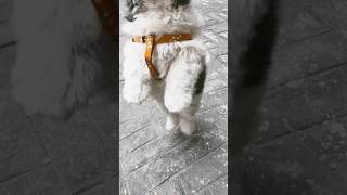 Dil tu jaan tu  my love shih Tzu  Doglover  dog puppies  ytshorts doglover cutedog [upl. by Olecram385]