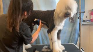 Grooming a Matted Sheepadoodle with Emily [upl. by Lleuqar12]