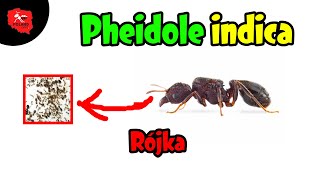 Mrówki Pheidole indica przygotowania do rójki O [upl. by Dowlen]