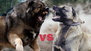 Caucasian Shepherd vs Kangal – Fight Comparison [upl. by Ellinad]