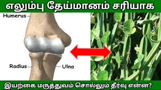 எலும்பு தேய்மானம் சரியாக  Bone abrasion  Veld grape  Pirandai  Ghee  Salt [upl. by Berke161]