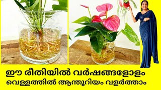 How to propogate Anthuriums in water Easiest way to propogate Anthurium plant plant care salu [upl. by Nileuqay835]