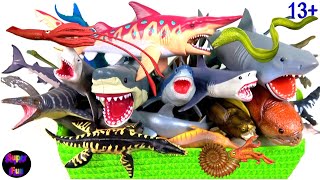 Sea Animals  Sharks Whales Marine Reptiles Fish Shellfish Cephalopods Crustaceans 13 [upl. by Adur]