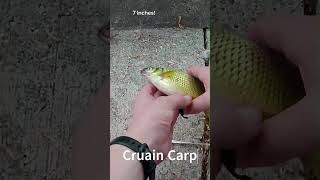 Crucian Carp fishing [upl. by Oderfigis]