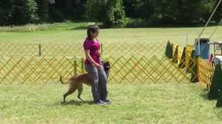 Lolas First AKC Obedience Trial [upl. by Merralee]