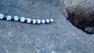 Yellow Lipped Sea Krait in Fiji on Nathula Island [upl. by Orson942]