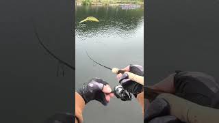 【AREA TROUT FISHING】 20241018 Part21 [upl. by Grissom]